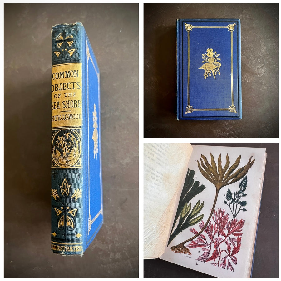 The Common Objects of the Sea Shore | Hand-Colored Plates (c.1870s-1880s)