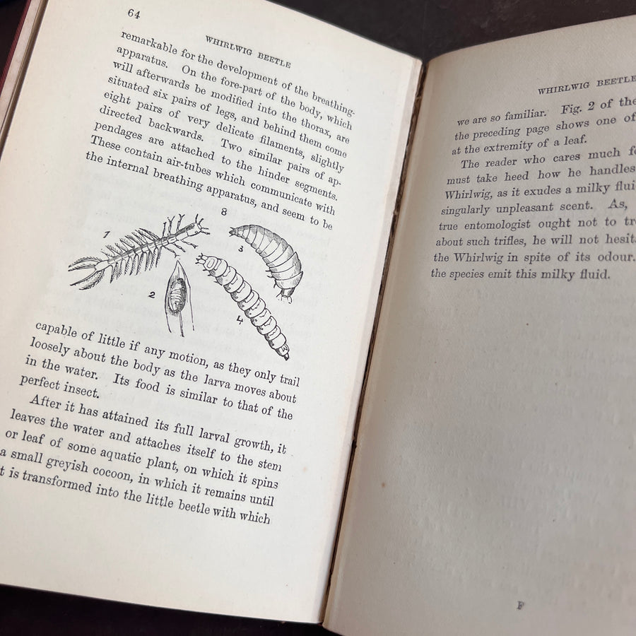 Common British Beetles | Hand-Colored Plates (c.1870s-1880s)