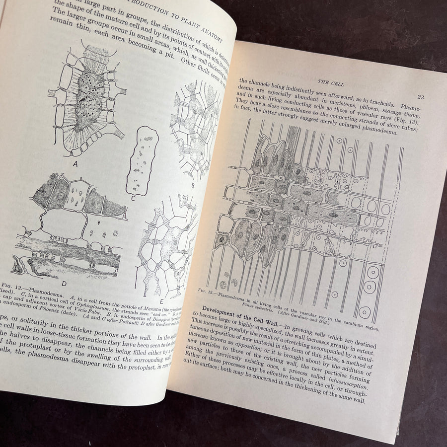 1925 - An Introduction to Plant Anatomy