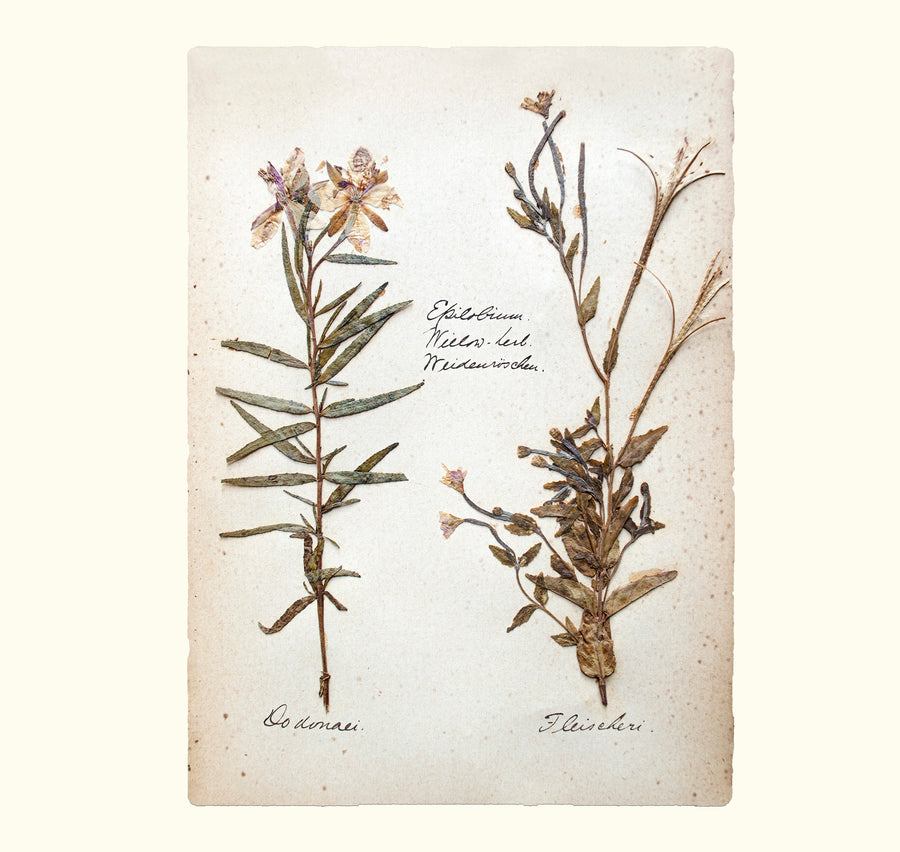 Two Swiss Herbarium Prints (Instagram Story Giveaway - $36.00 Value)