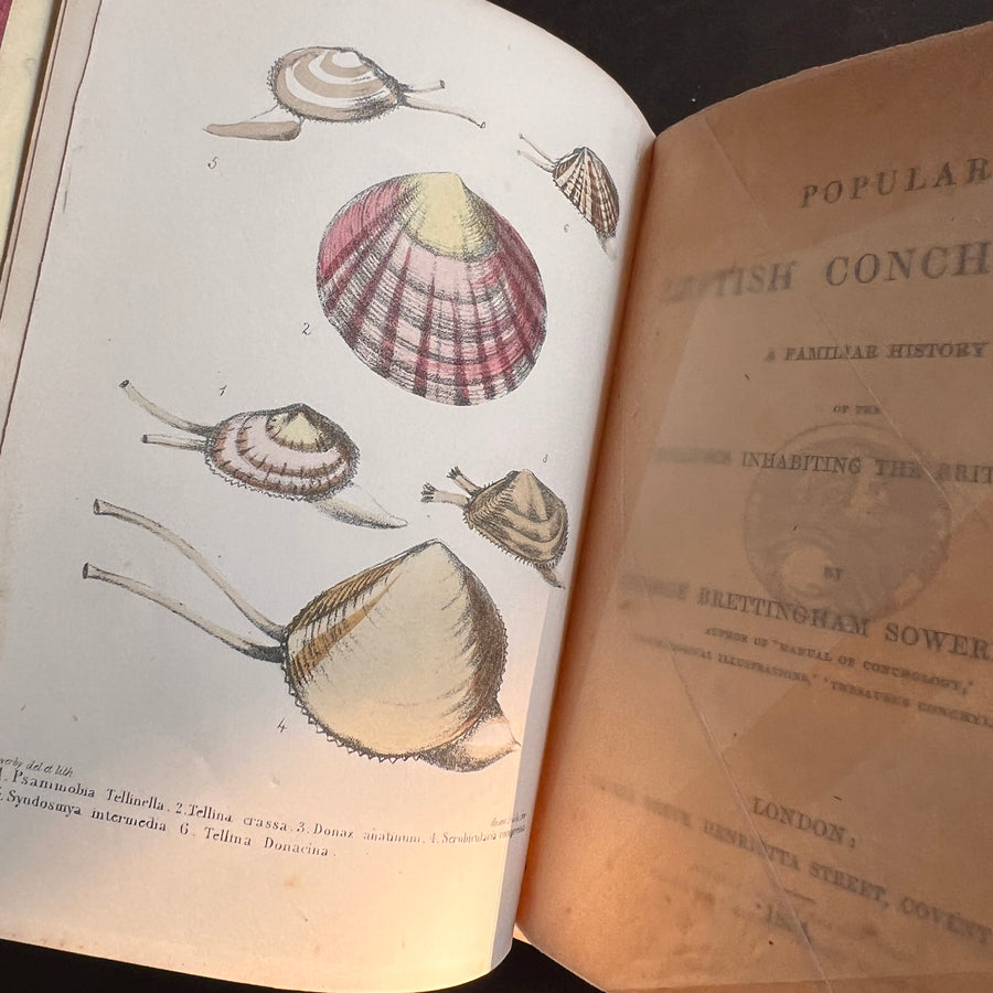 Popular British Conchology by George B. Sowerby (1854) | Hand-Colored Plates