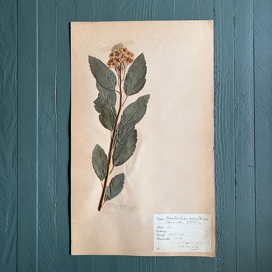 Swedish Vintage 1930s Herbarium Page, Pressed Botanical Specimen