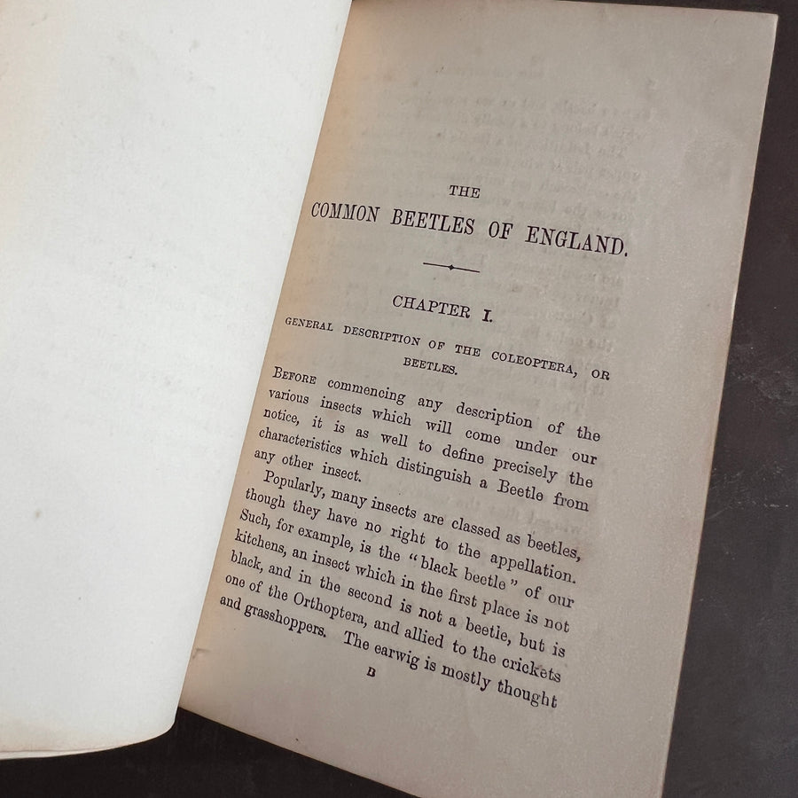 Common British Beetles | Hand-Colored Plates (c.1870s-1880s)