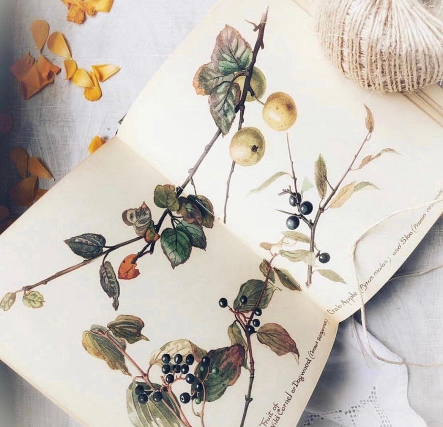 The Country Diary of An Edwardian Lady by Edith Holden, (1979) | Illustrated Nature Diary