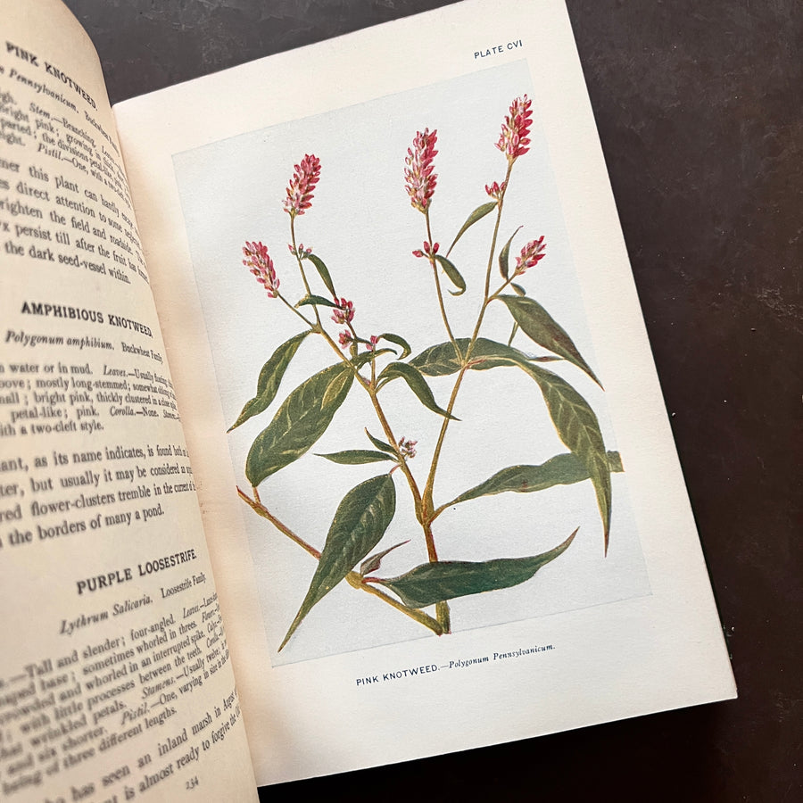 1926 - How To Know The Wild Flowers; A Guide To the Names, Haunts, and Habits of Our Common Wild Flowers
