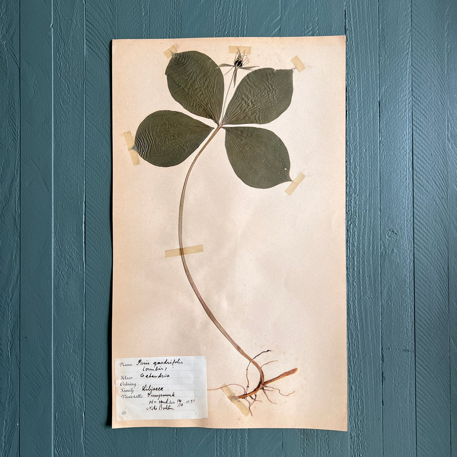 Swedish Vintage 1930s Herbarium Page, Pressed Botanical Specimen