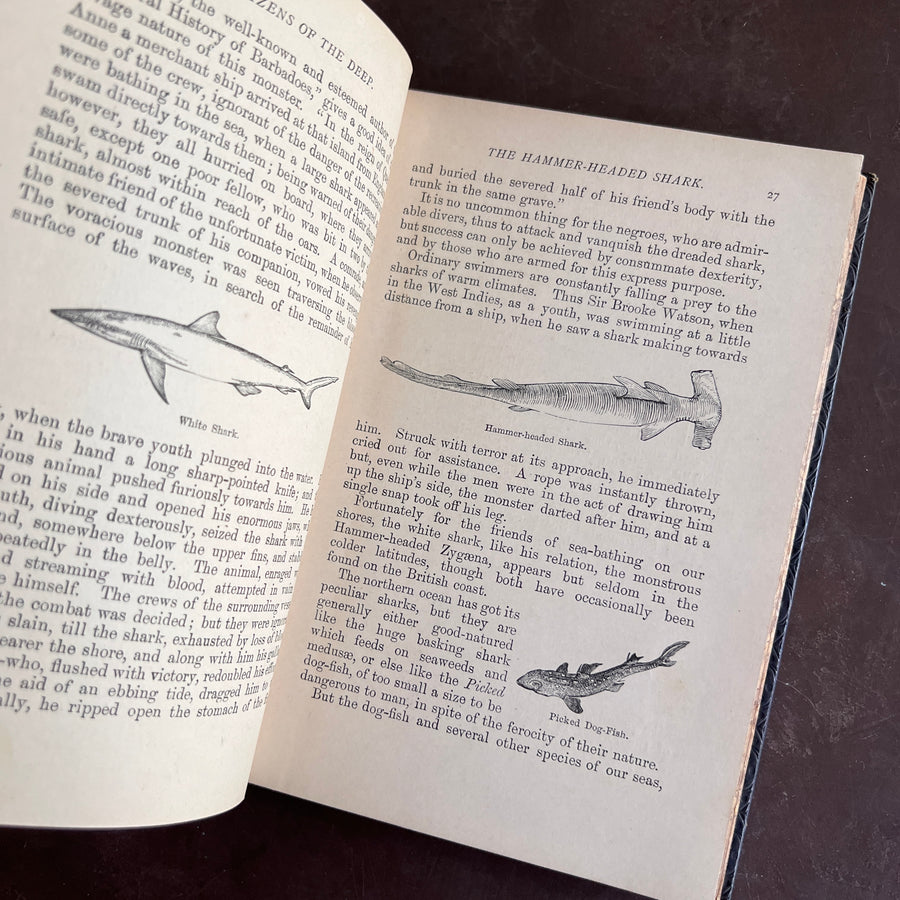 1893 - Denizens of the Deep; An Account of Fishes, Molluscs, Crustacea, etc.