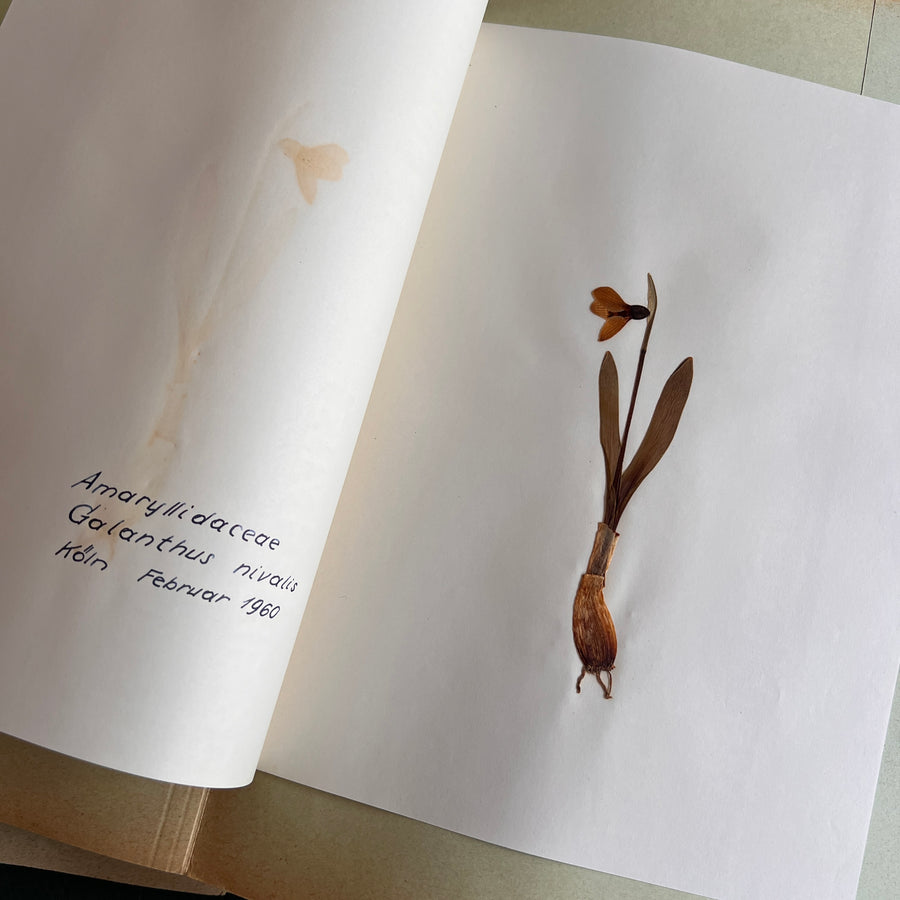 Private Herbarium of Ursula Keimes (1959-1961) | 103 Specimens | Cologne, German Pharmacy Internship with Certification