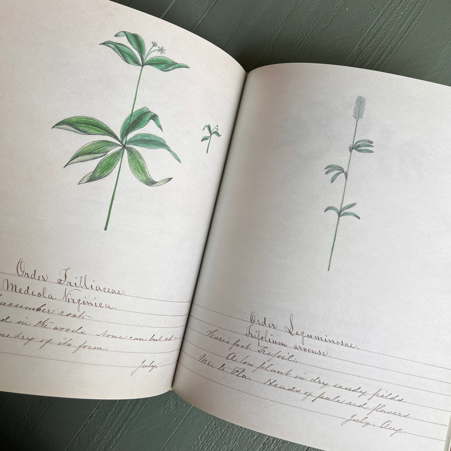 1997 - A Shaker’s Sister’s Drawings; Wild Plants Illustrated By Cora Helena Sarle , First Edition