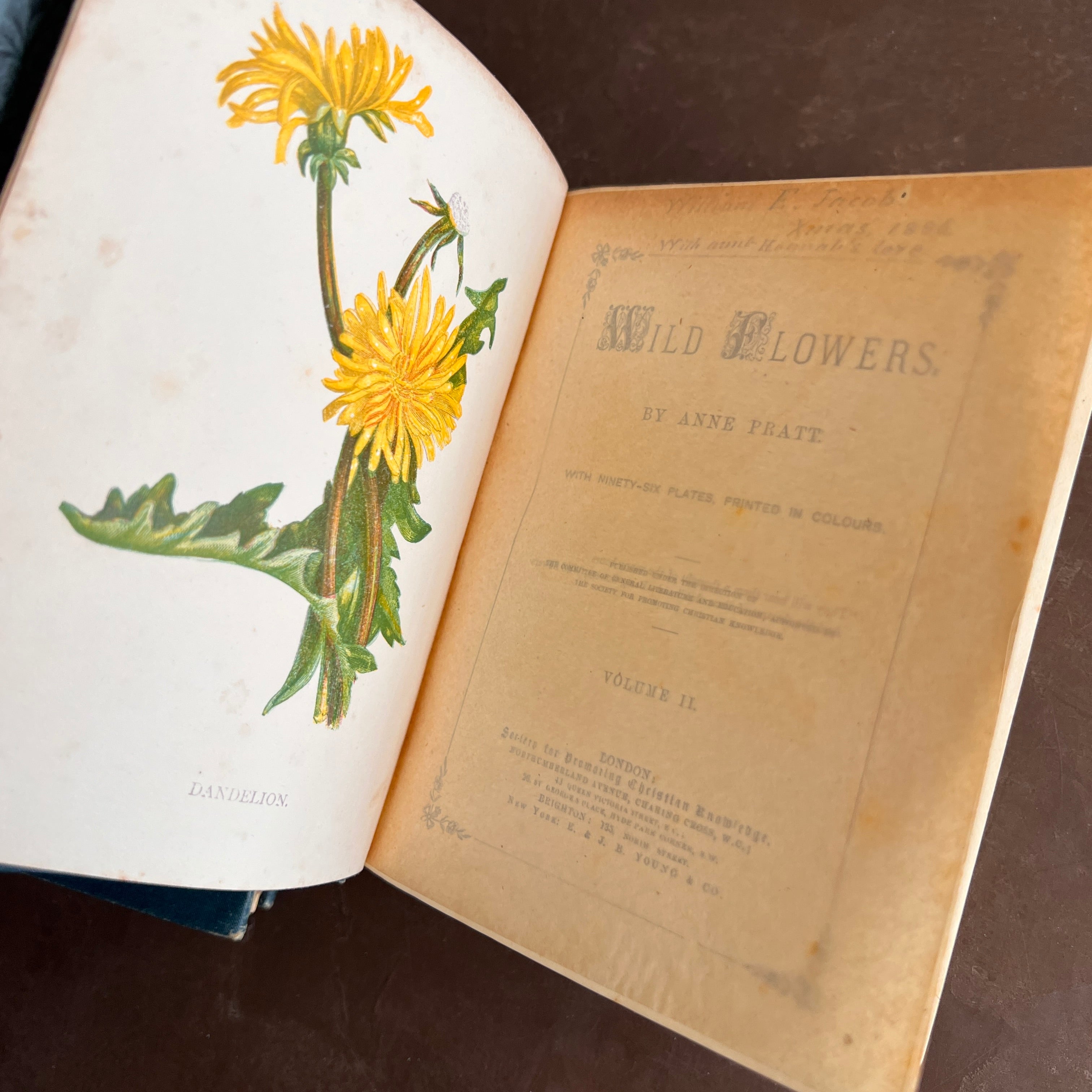 超希少 1876年 アンティーク WILD FLOWERS 手彩色 大型本 1886 - Wild Flowers- First & Second Series by Anne Pratt| With 96