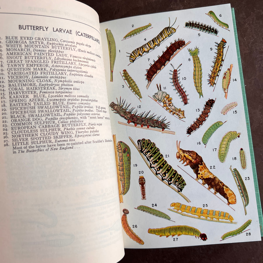 A Field Guide to the Butterlies of North America, east of the Great Plains(1951)