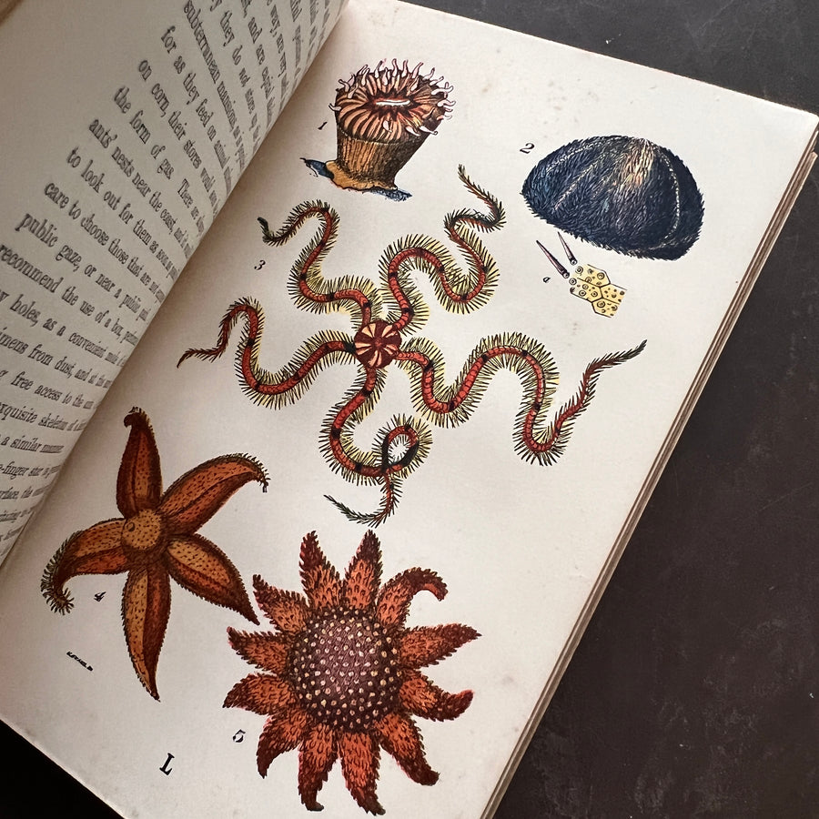 c.1866 - The Common Objects of The Sea Shore