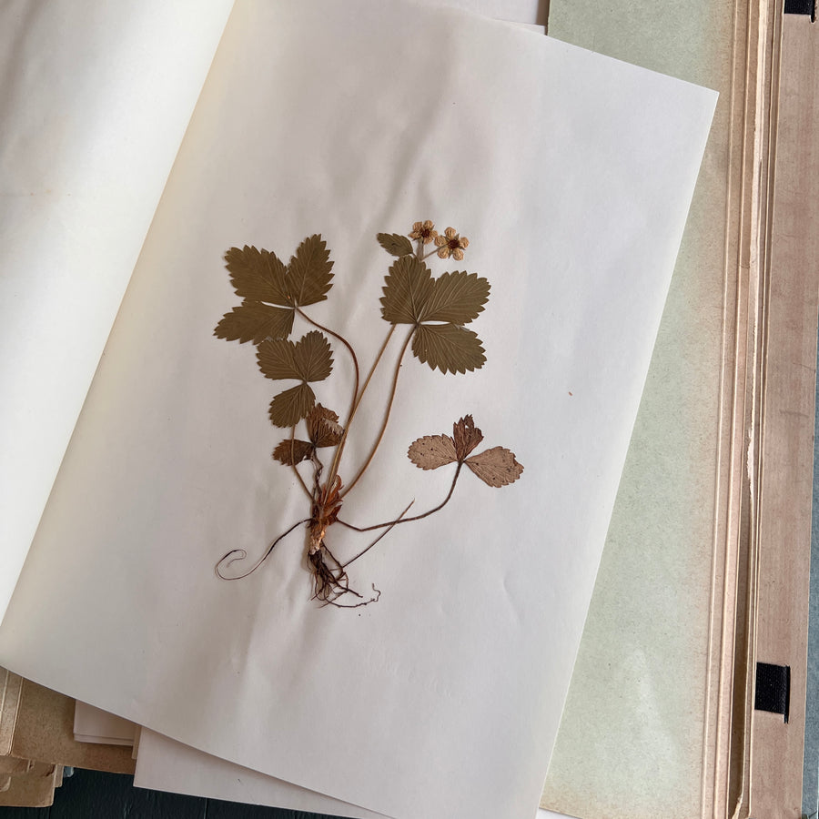 Private Herbarium of Ursula Keimes (1959-1961) | 103 Specimens | Cologne, German Pharmacy Internship with Certification