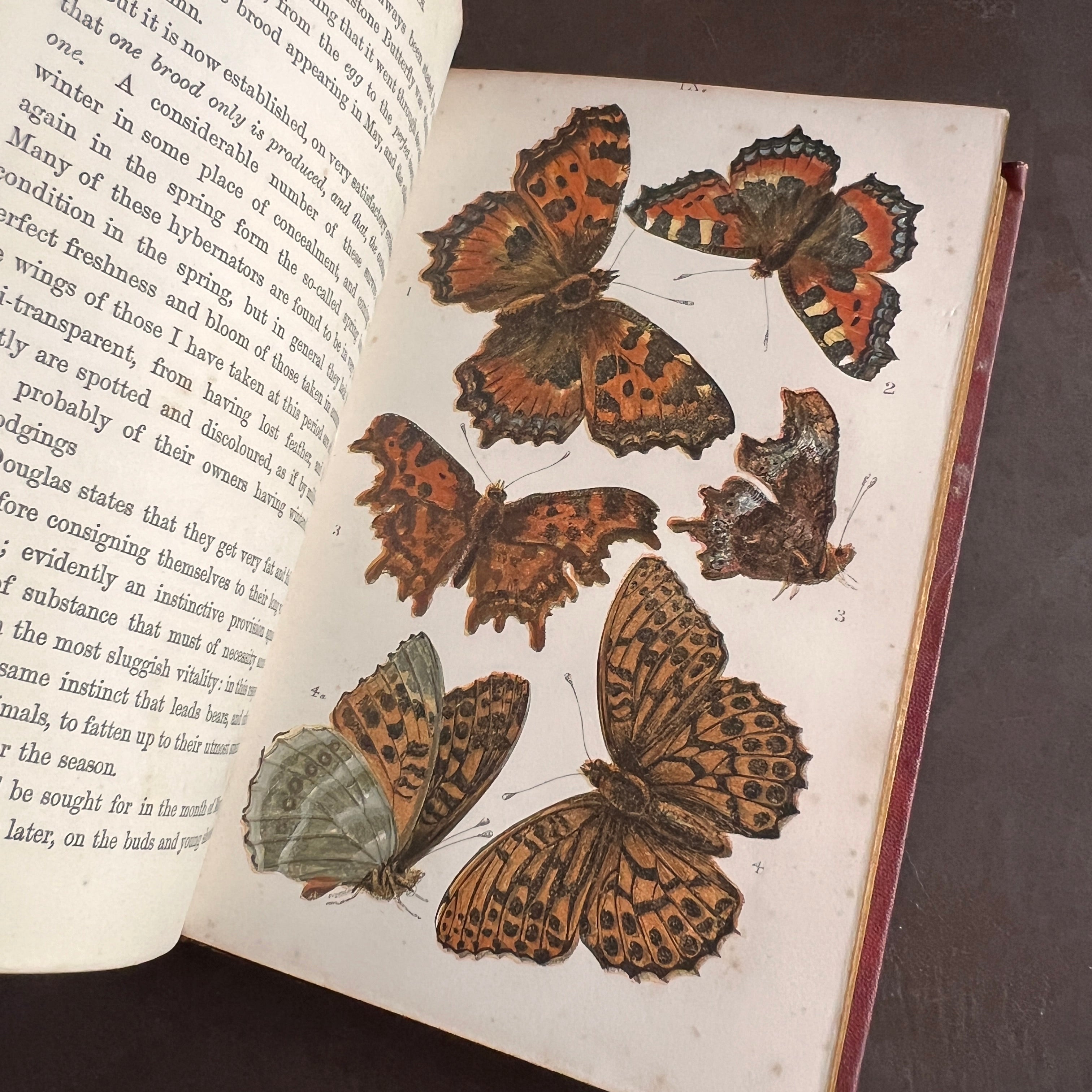 British Butterflies; Figures and Descriptions of Every Native