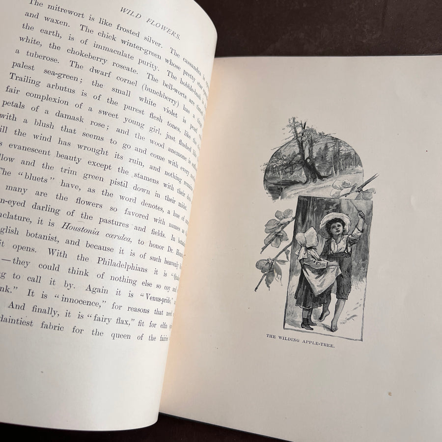 Wild Flowers and Where They Grow (1882)