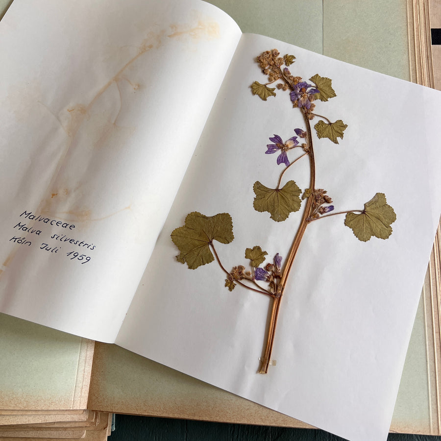 Private Herbarium of Ursula Keimes (1959-1961) | 103 Specimens | Cologne, German Pharmacy Internship with Certification