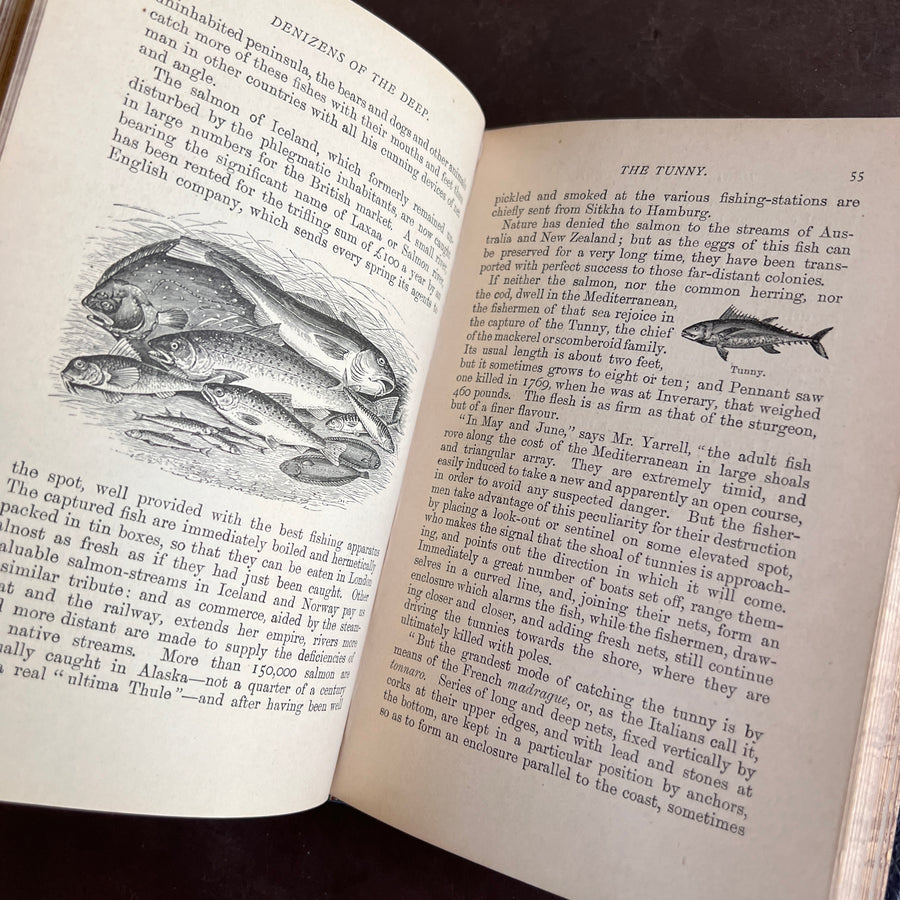 1893 - Denizens of the Deep; An Account of Fishes, Molluscs, Crustacea, etc.