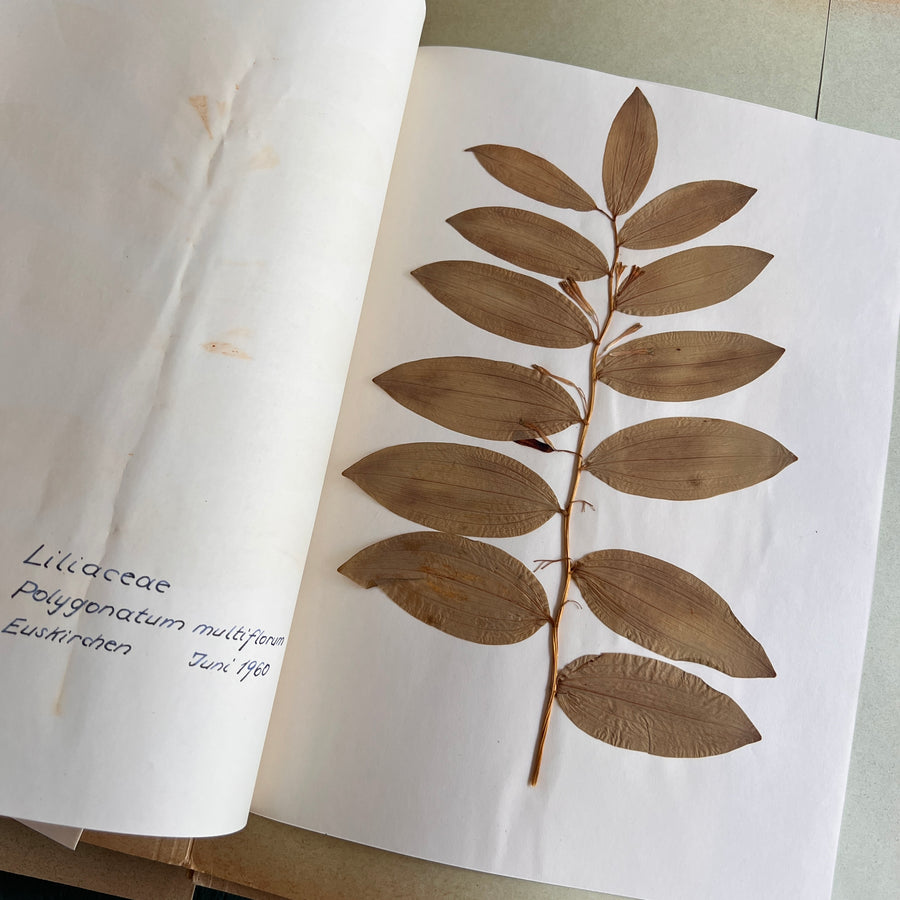 Private Herbarium of Ursula Keimes (1959-1961) | 103 Specimens | Cologne, German Pharmacy Internship with Certification
