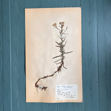 Swedish Vintage 1930s Herbarium Page, Pressed Botanical Specimen