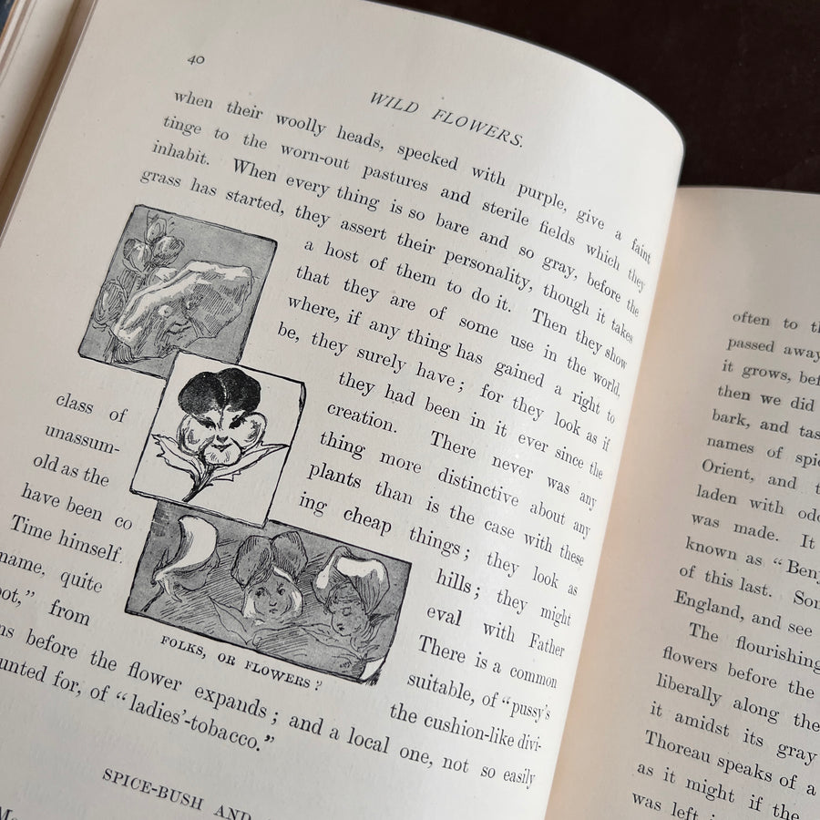 Wild Flowers and Where They Grow (1882)