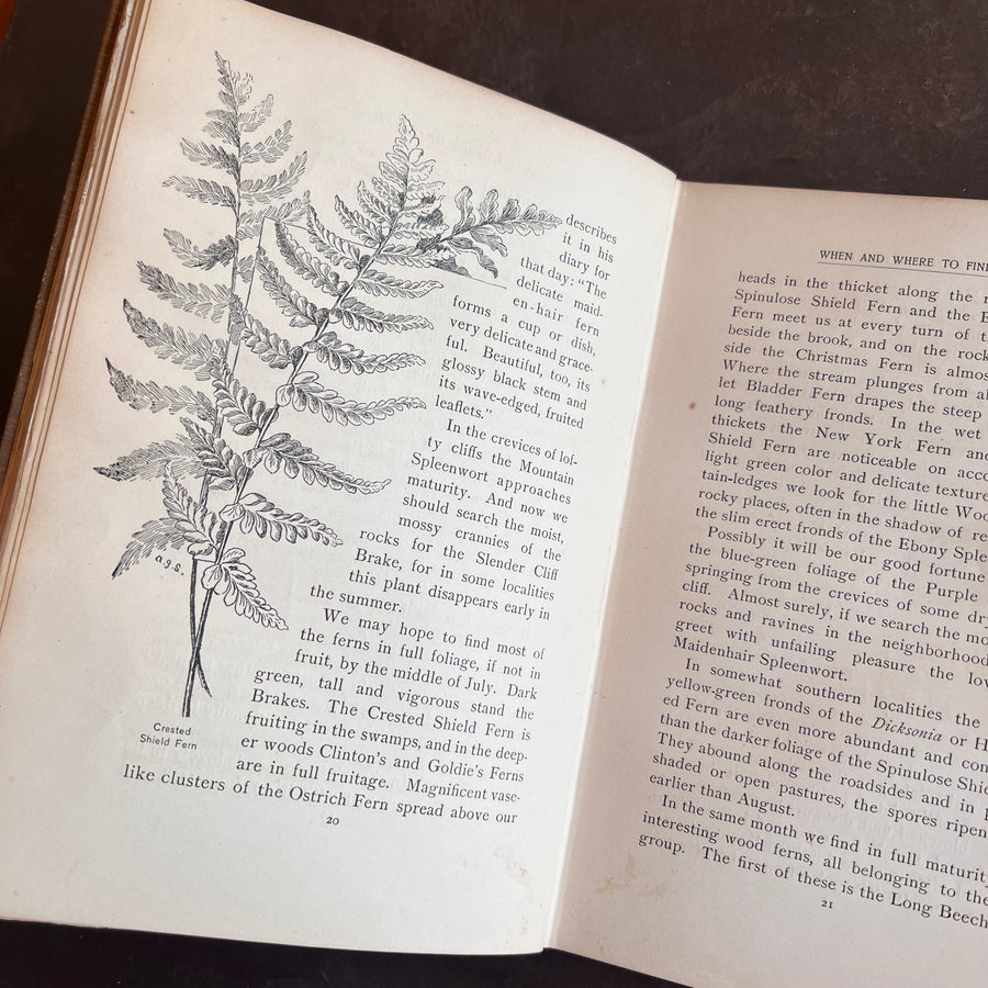 How To Know The Ferns: A Guide to the Names, Haunts, and Habits of Our Common Ferns by Frances Theodora Parsons | Illustrated | 1899