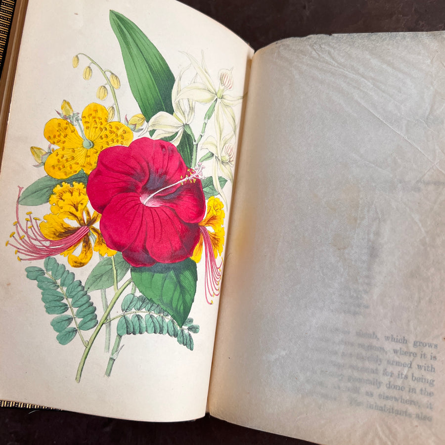 c.1853 - Flowers From Foreign Lands; Their History and Botany