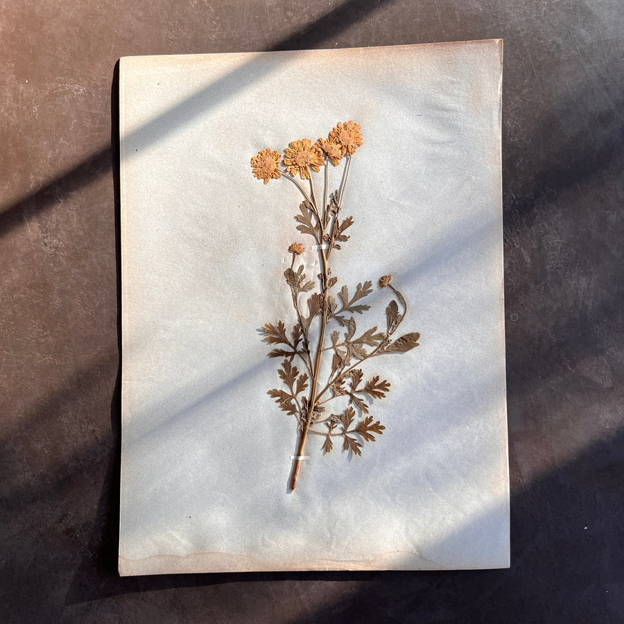 Antique Herbarium