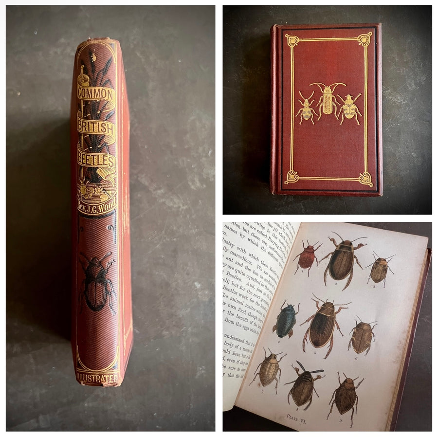 Common British Beetles | Hand-Colored Plates (c.1870s-1880s)