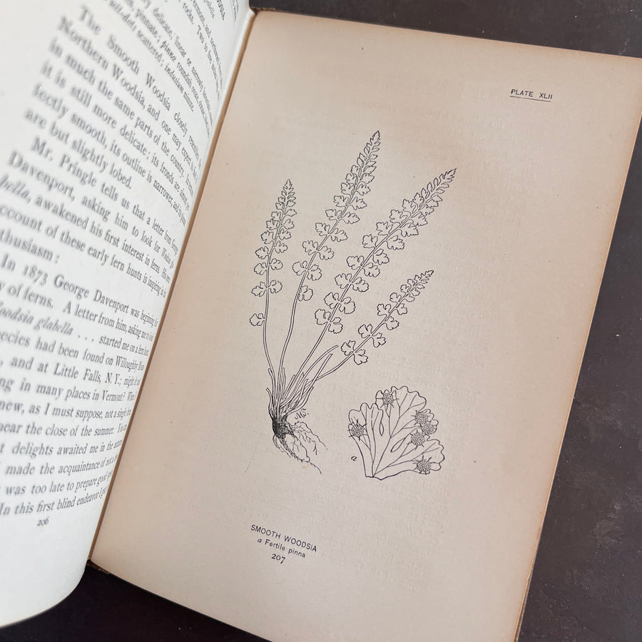 How To Know The Ferns: A Guide to the Names, Haunts, and Habits of Our Common Ferns by Frances Theodora Parsons | Illustrated | 1899