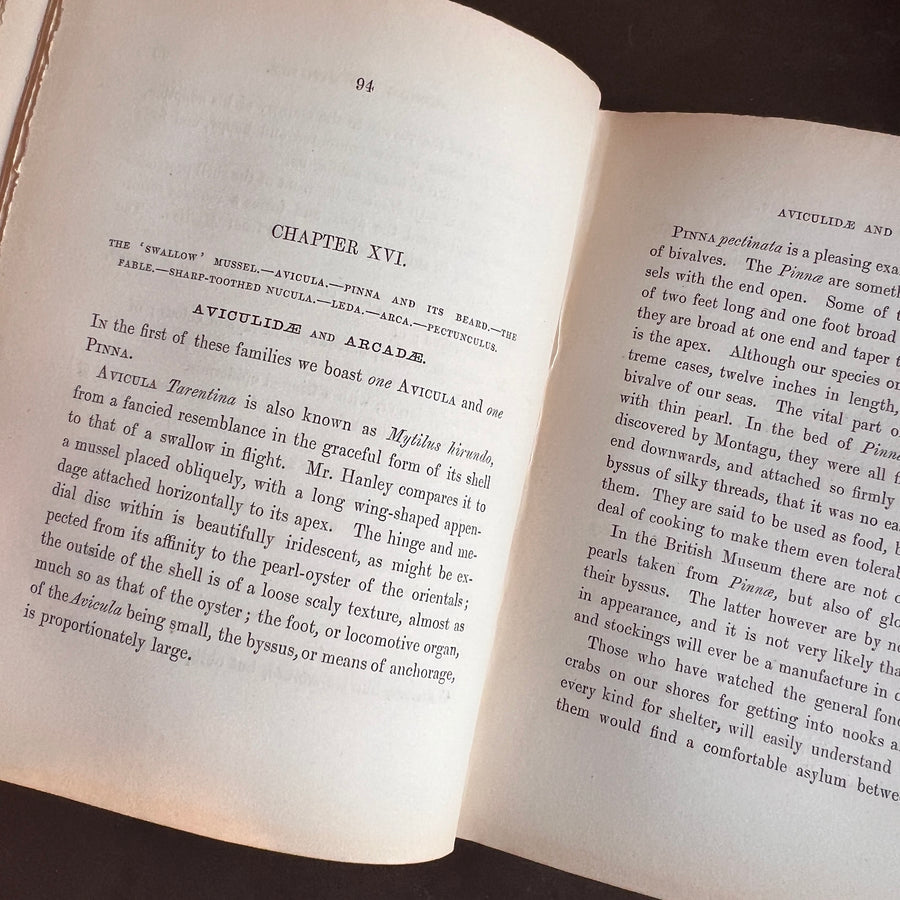 Popular British Conchology by George B. Sowerby (1854) | Hand-Colored Plates