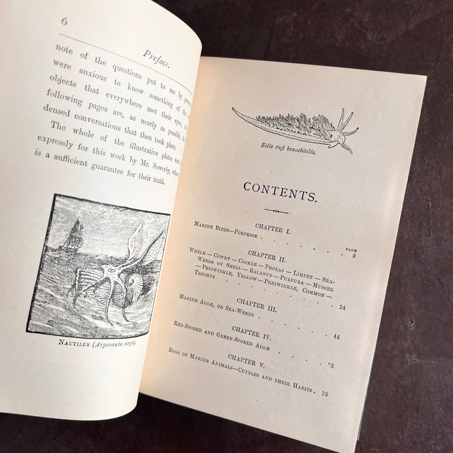 1905- The Common Objects of the Sea-Shore