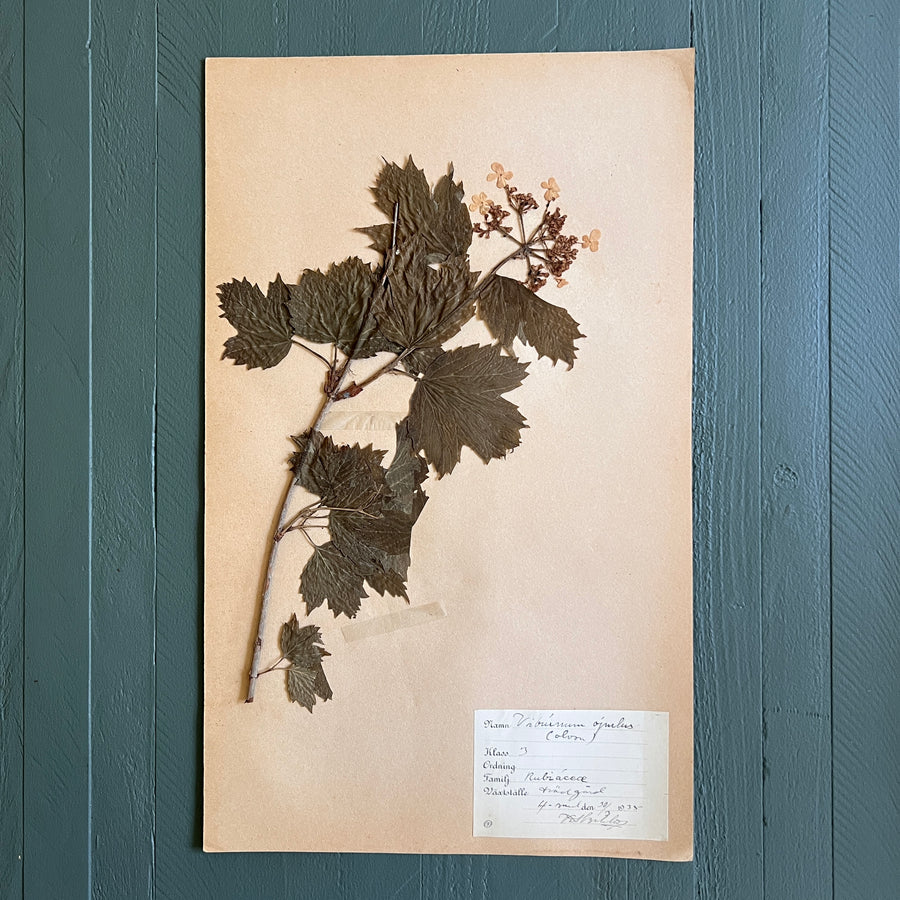 Swedish Vintage 1930s Herbarium Page, Pressed Botanical Specimen