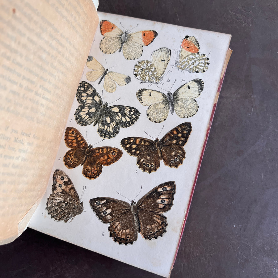 British Butterflies; Figures and Descriptions of Every Native Species by W.S. Coleman (c.1870s-1880s)