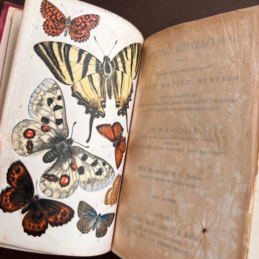 British Butterflies; Figures and Descriptions of Every Native Species by W.S. Coleman (c.1870s-1880s)