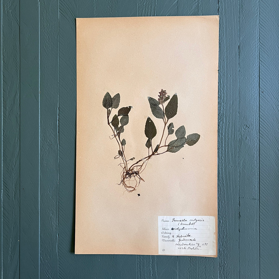 Swedish Vintage 1930s Herbarium Page, Pressed Botanical Specimen