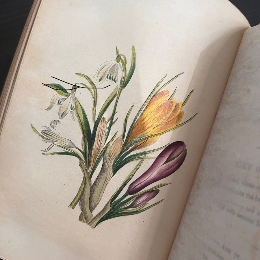 The Lady’s Book of Flowers and Poetry | 1859
