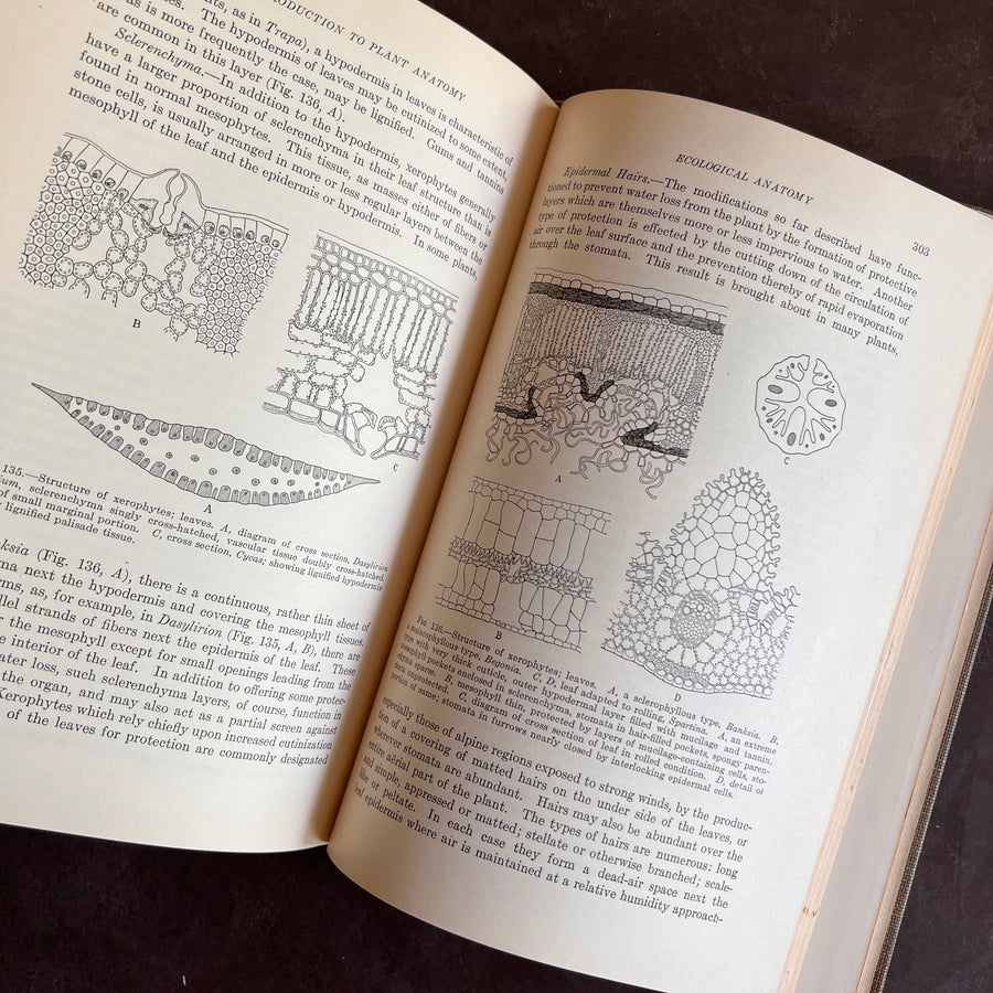 1925 - An Introduction to Plant Anatomy