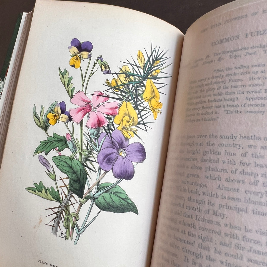 The Wild Flowers of England (1859) | With Hand-Painted Plates