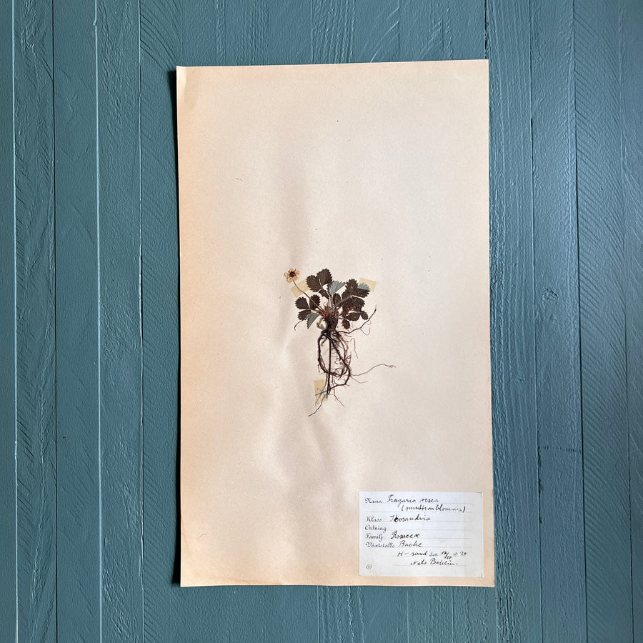 Swedish Vintage 1930s Herbarium Page, Pressed Botanical Specimen