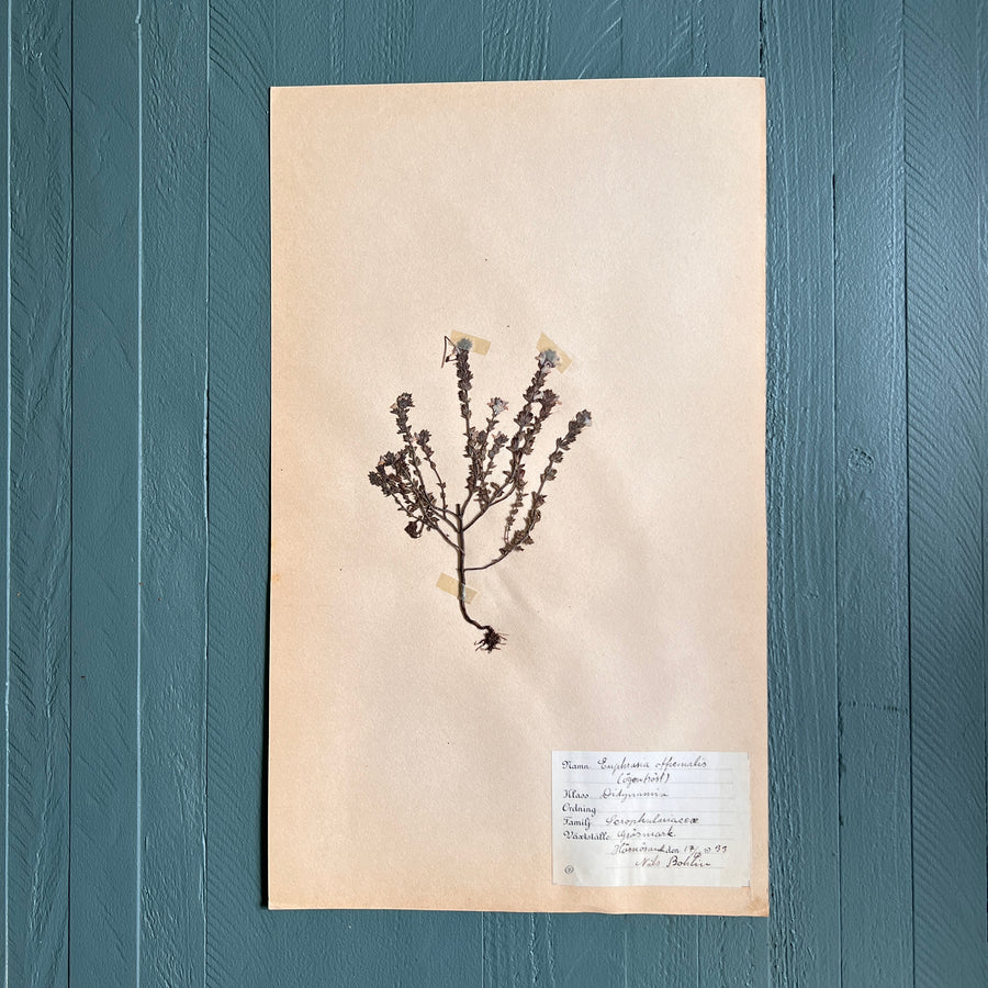 Swedish Vintage 1930s Herbarium Page, Pressed Botanical Specimen