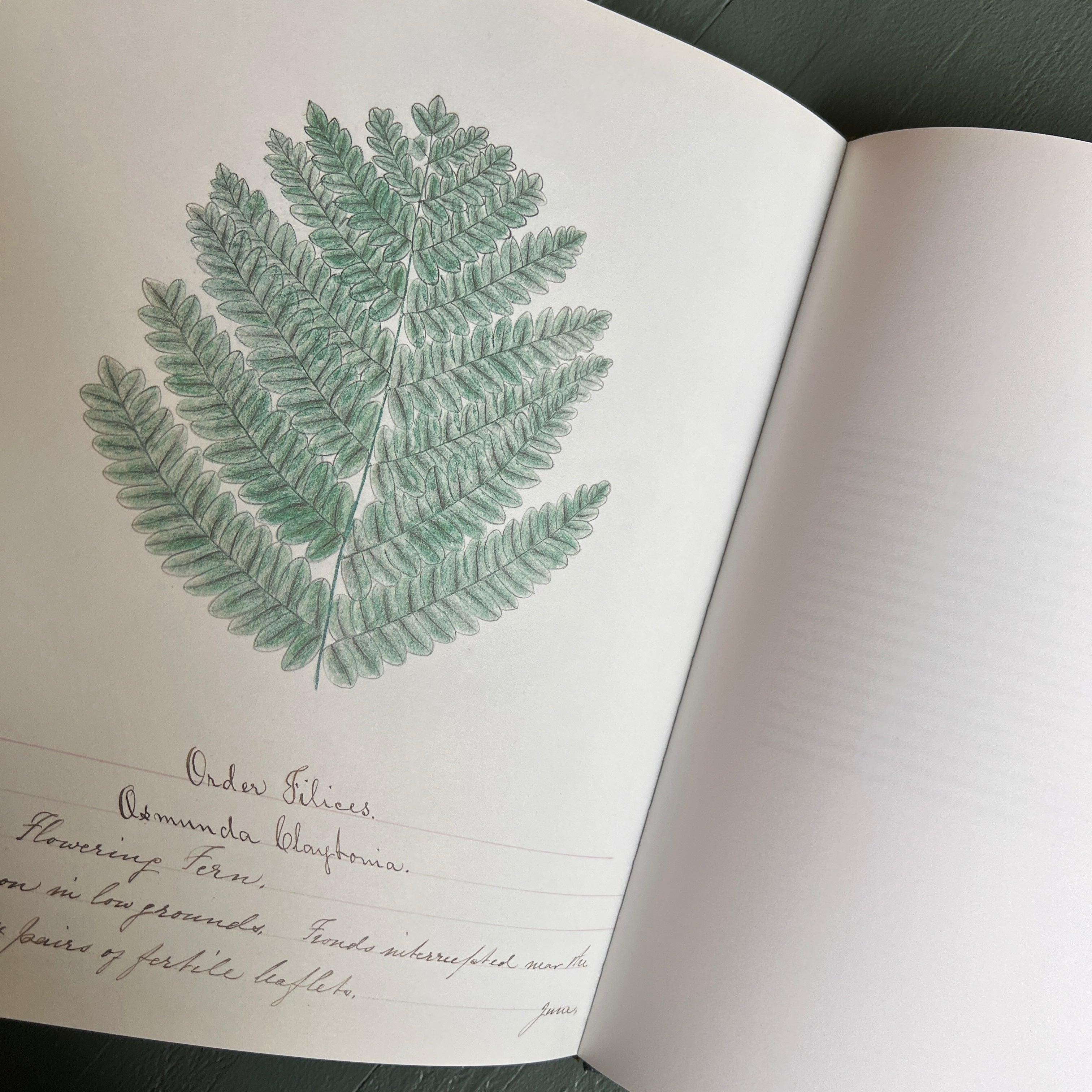 1997 - A Shaker's Sister's Drawings; Wild Plants Illustrated By