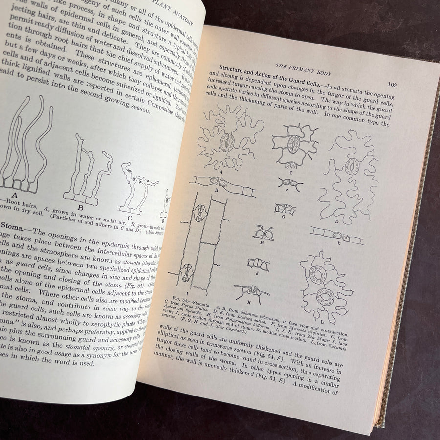 1925 - An Introduction to Plant Anatomy