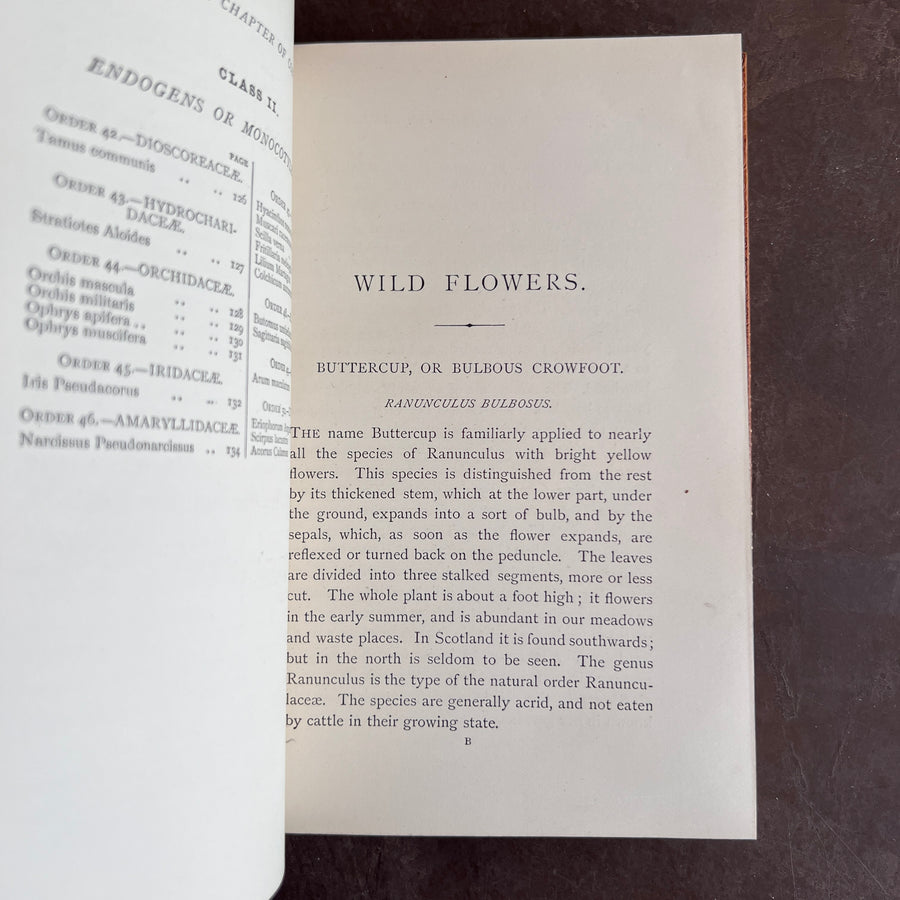 1894 - Wild Flowers Worth Notice; A Selection of Some of our Native Plants Which are Most Attractive From Their Beauty, Uses, or Associations