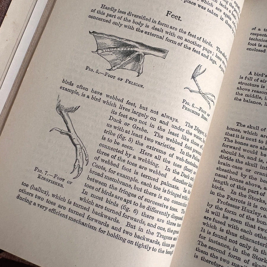 British Birds By W.H. Hudson (1926) | Half Leather Prize Fine Binding