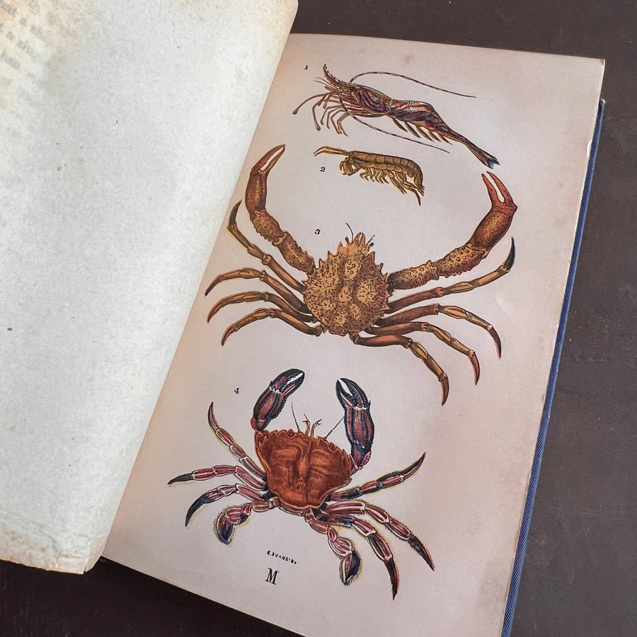 The Common Objects of the Sea Shore | Hand-Colored Plates (c.1870s-1880s)