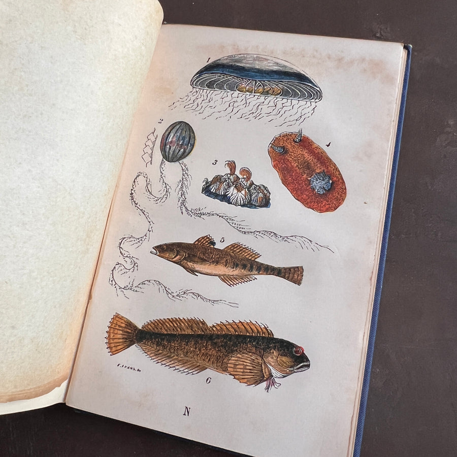 The Common Objects of the Sea Shore | Hand-Colored Plates (c.1870s-1880s)