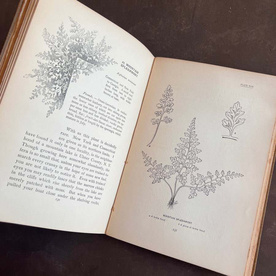 How To Know The Ferns: A Guide to the Names, Haunts, and Habits of Our Common Ferns by Frances Theodora Parsons | Illustrated | 1899