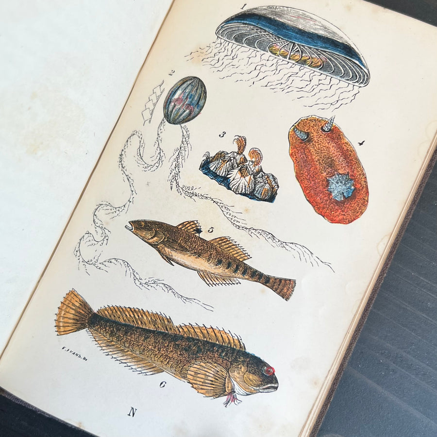 1866 - The Common Objects of The Sea Shore