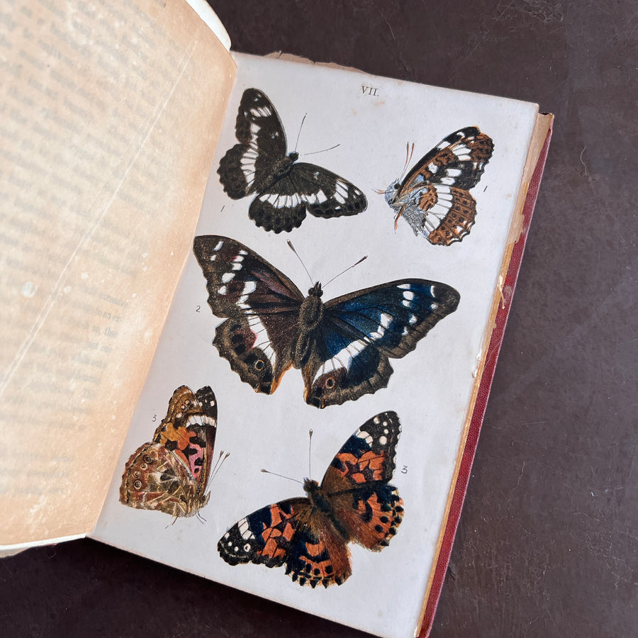 British Butterflies; Figures and Descriptions of Every Native Species by W.S. Coleman (c.1870s-1880s)
