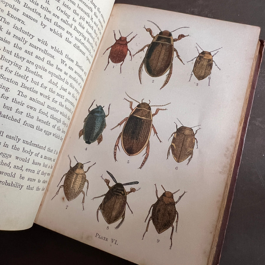 Common British Beetles | Hand-Colored Plates (c.1870s-1880s)